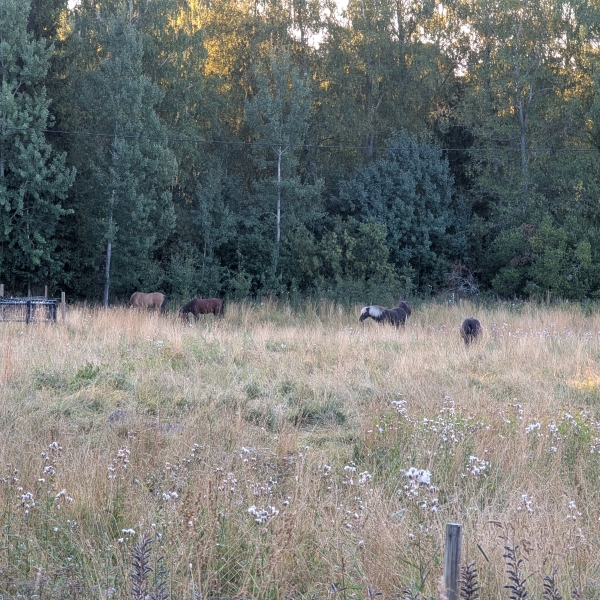 kalla-morgnar
