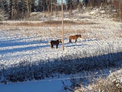 Hästarna har flyttat hit