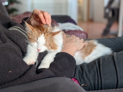 Skidskytte och kattmys